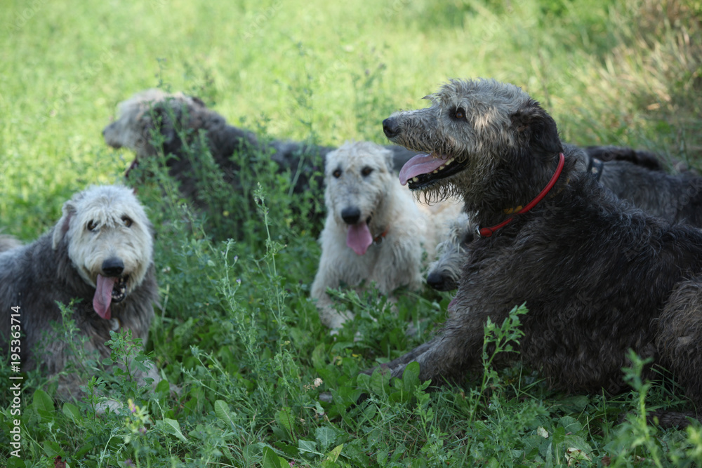 Irish wolfhounds resting together in shadow Irish wolfhounds resting together in shadow