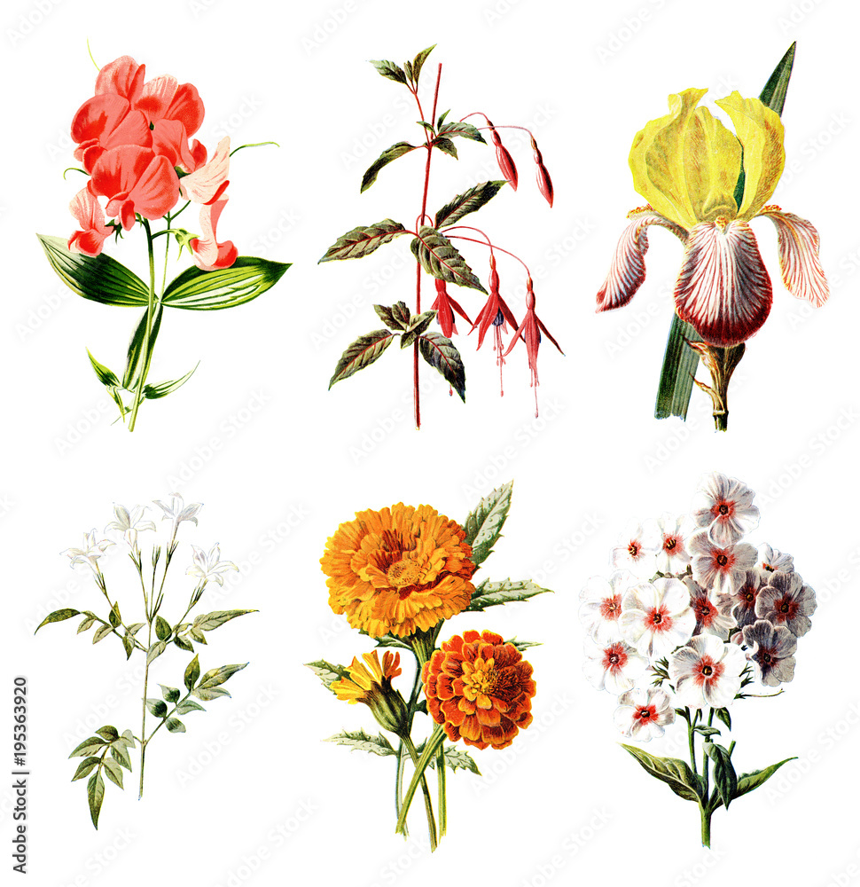 Flower icon set, line drawing of Different type flower icon and clipart  22182296 Vector Art at Vecteezy