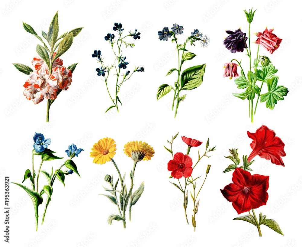 Fototapeta Vintage kolorowych kwiatów ilustracje - ręcznie malowane ilustracje kwiatów i roślin