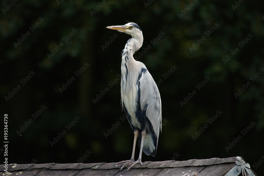 Fototapeta premium Graureiher Fischreiher