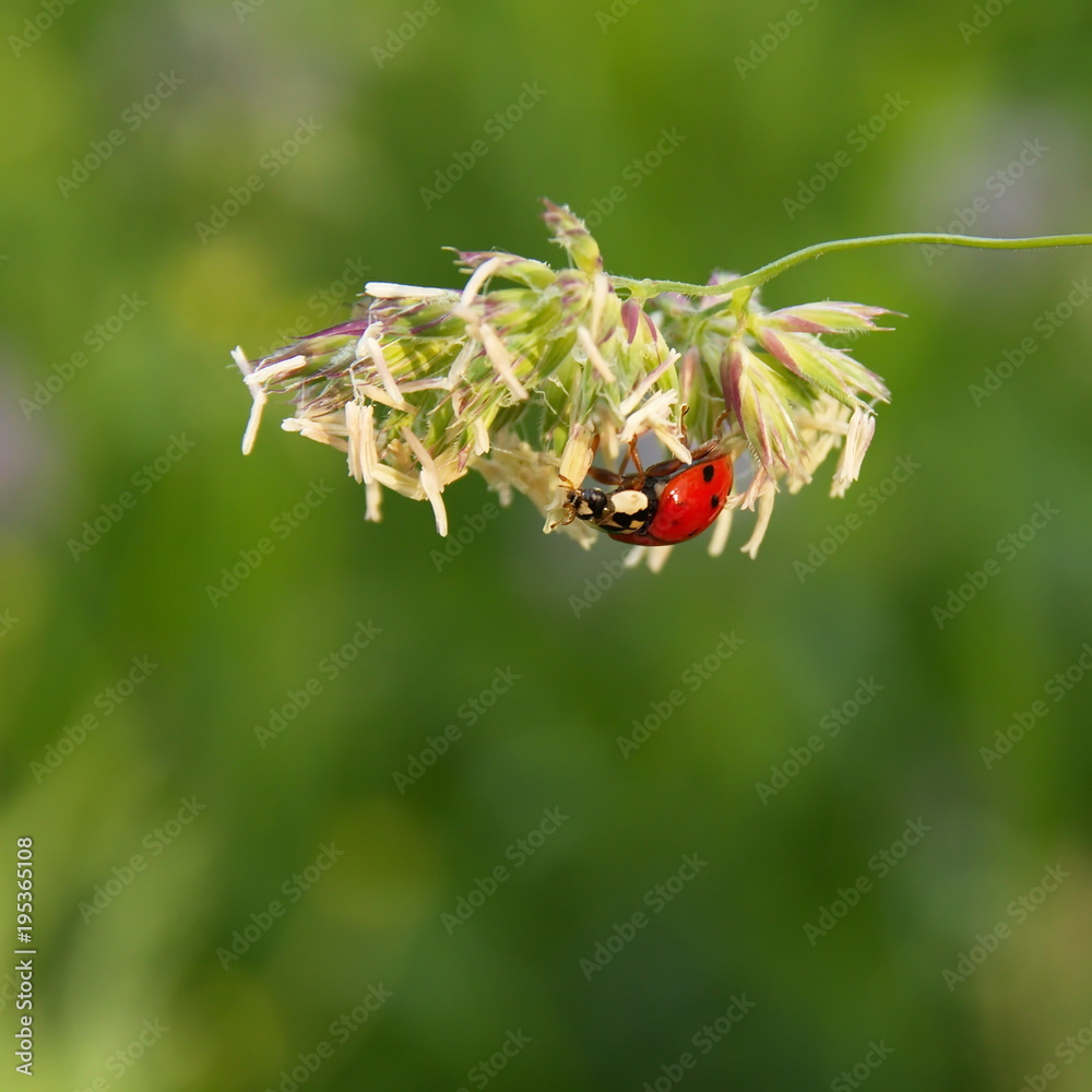 Fototapeta premium Marienkäfer