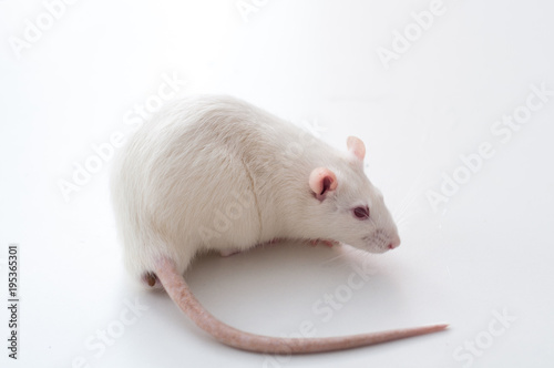 white lab rat isolated on white background photo