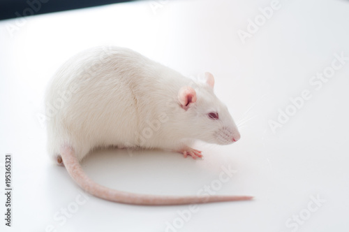 white lab rat isolated on white background