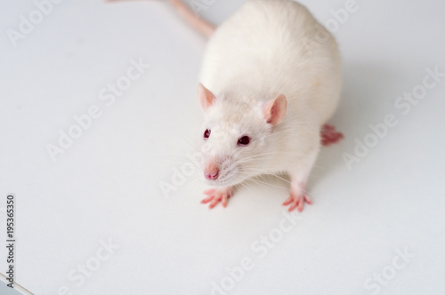 white lab rat isolated on white background photo