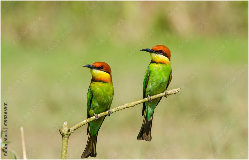 Obraz premium Chestnut-headed Bee-eater 