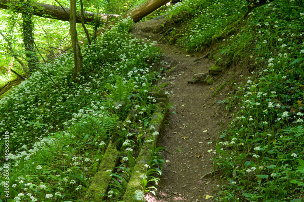 Obraz premium Bärlauchblüte im Wald