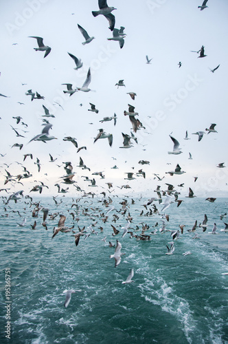 Canvas Print Seagulls flying and screaming