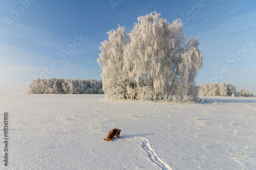 beautiful winter landscape and Spaniel dog