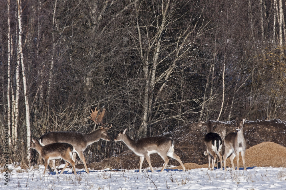 Flock of Fallow deer (Dama dama) on the hunting feeder Flock of Fallow deer (Dama dama) on the hunting feeder