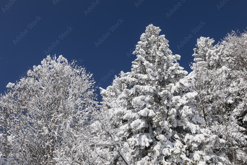 Winter landscape in Switzerland with snowy trees Winter landscape in Switzerland with snowy trees