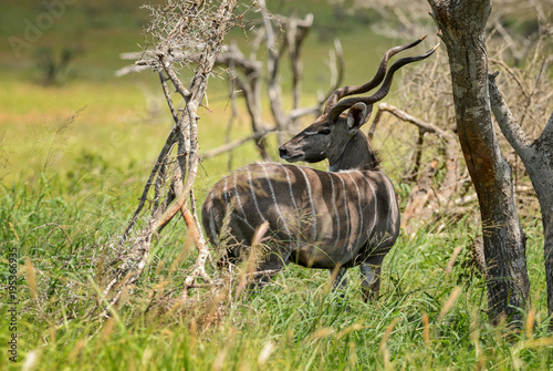 Greater Kudu - Tragelaphus strepsiceros  large striped antelope from African savanna  Taita Hills reserve  Kenya.