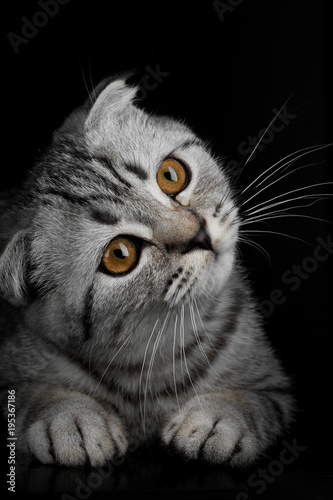 lscottish fold cat on black background