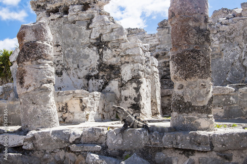 Iguana in Ruins in Tulum, Mexico