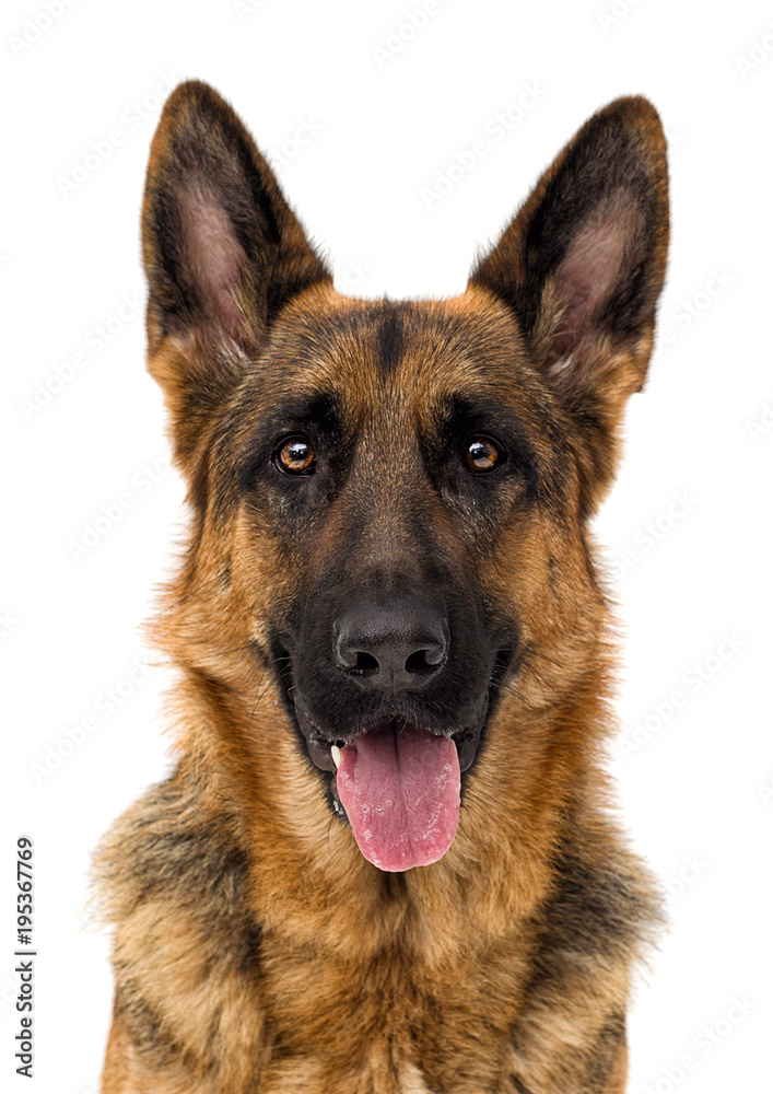 portrait of a German shepherd dog on a white background isolated