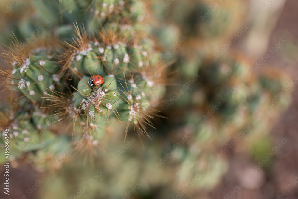 Spiky beatle Spiky beatle