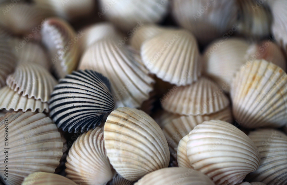 wallpaper, background - many big beautiful  shells - one black one and  and white shells together - nature macro