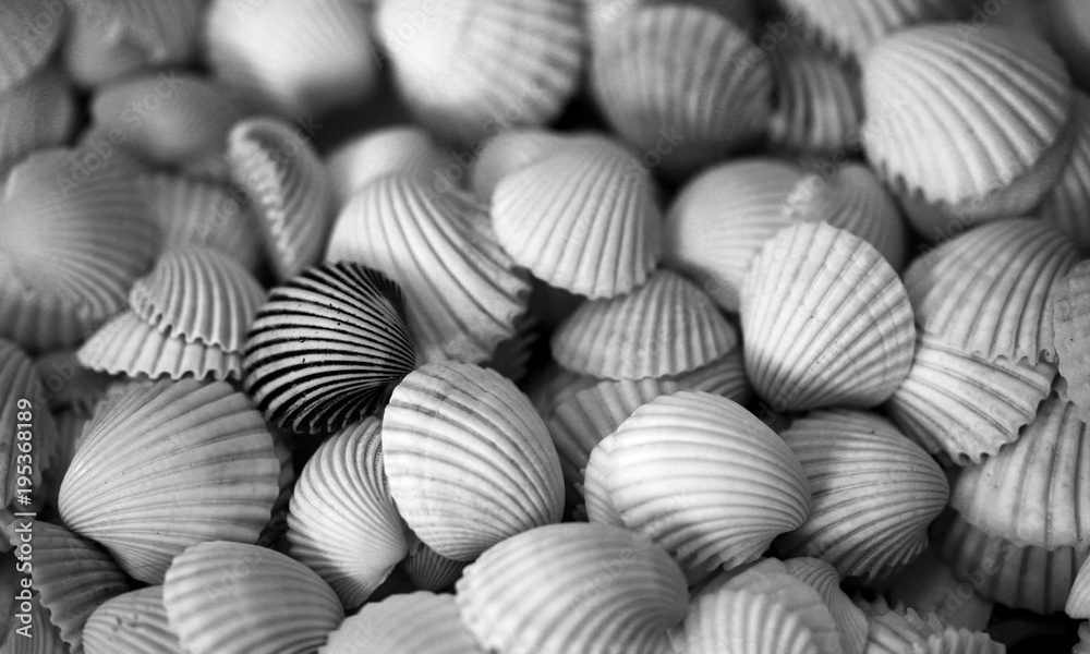 wallpaper, background - many big beautiful shells - one black one and and white shells together - nature macro - black and white photography