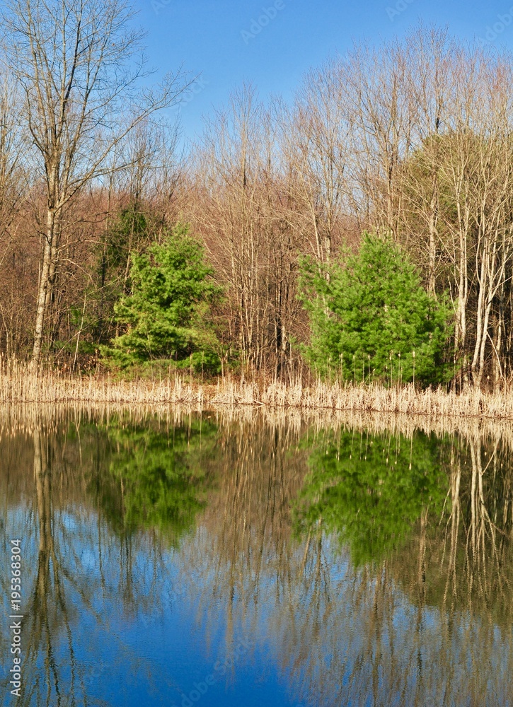 Scenic landscape of a lake in winter with reflected trees