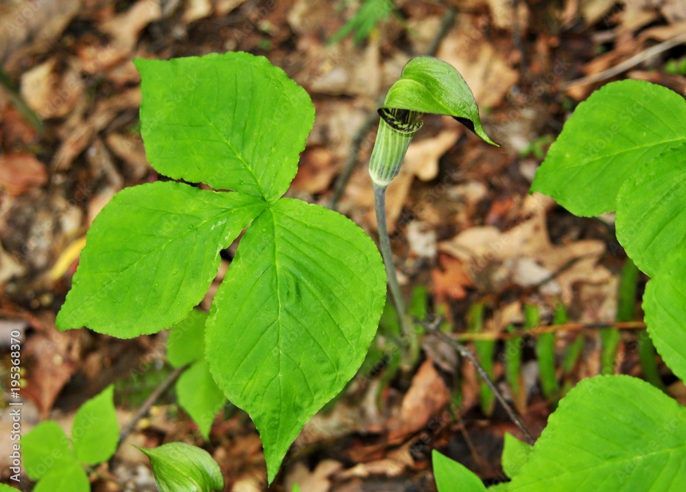 Purple and green flower and green leaves of Jack-in-the-pulpit plant Purple and green flower and green leaves of Jack-in-the-pulpit plant