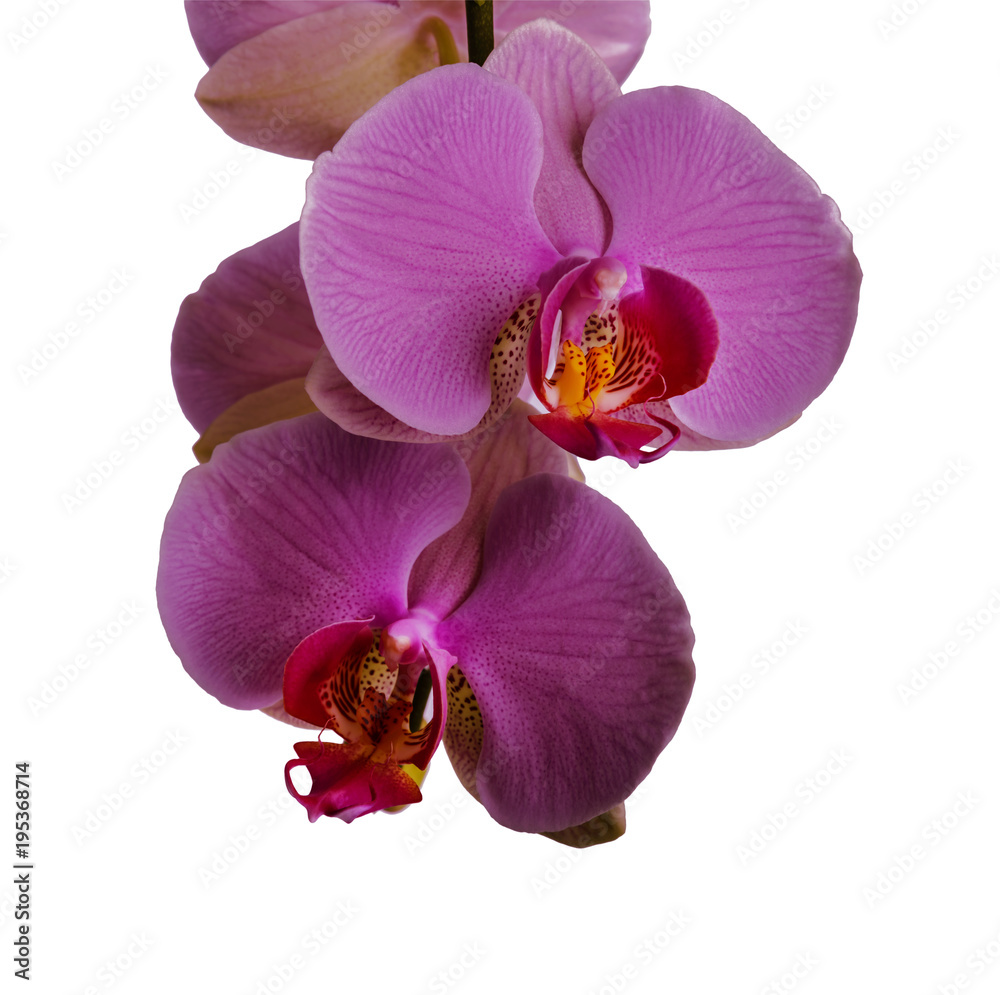 Orchid close-up on a white background. There is a way Orchid close-up on a white background. There is a way