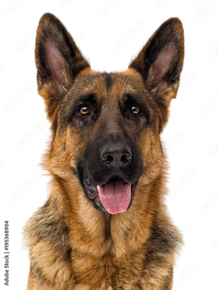 portrait of a German shepherd dog on a white background isolated
