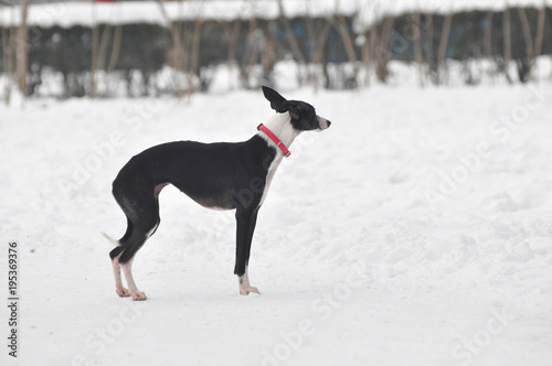 Dog on snow in the park. Pets in winter time