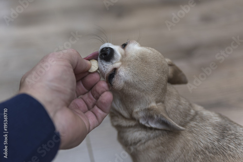 The little dog gets a delicacy from the hands of the owner.