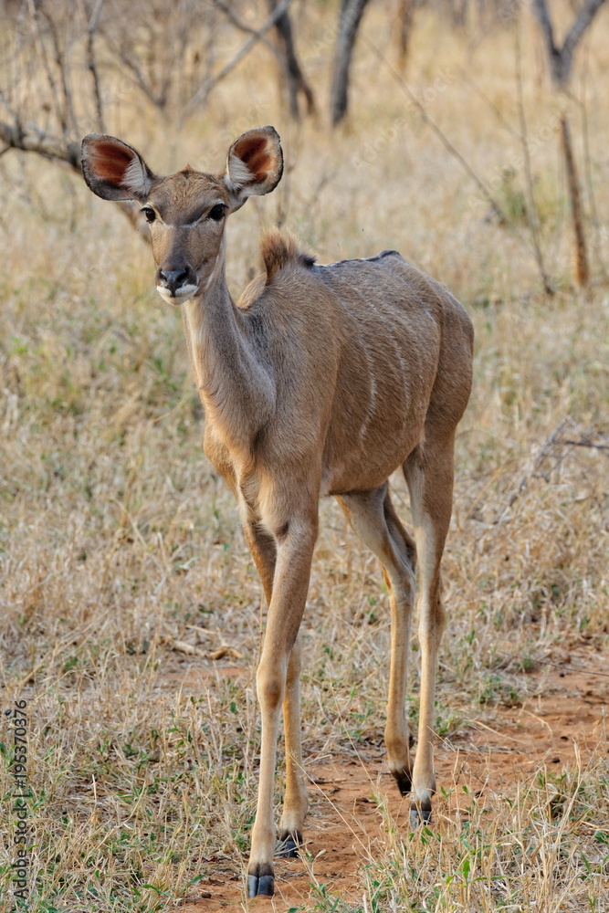 gazelle gazelle
