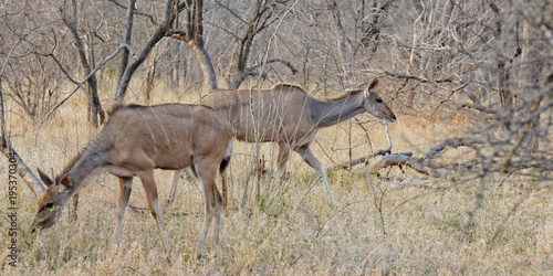 gazelle