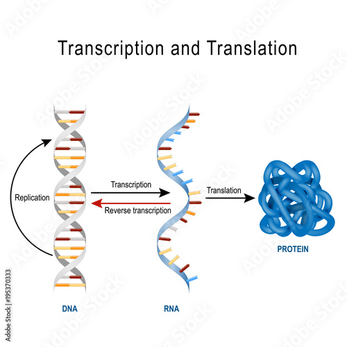 DNA Replication, Protein synthesis, Transcription and translation.
