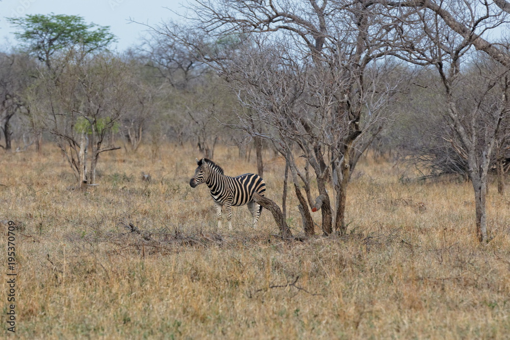 Obraz premium zèbre