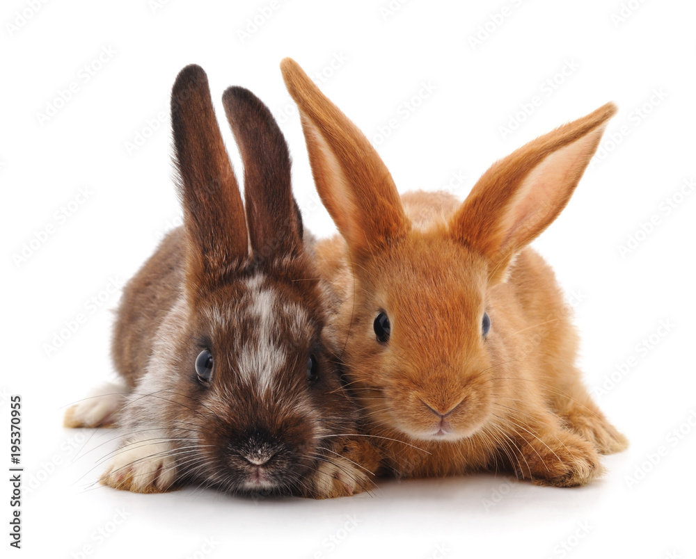 Obraz premium Two small rabbits.