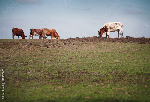 Cows in a field