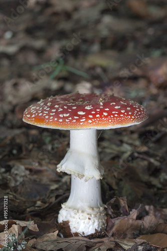 Poisonous mushroom Amanita muscaria