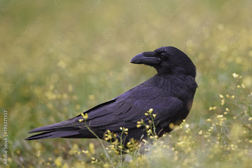 Obraz premium Common raven (Corvus corax)