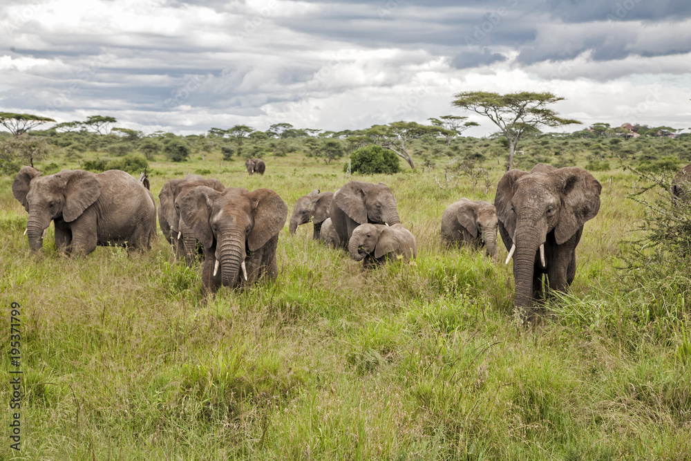 Elephant family in the high grass in the wet season in Serengeti National Park in Tanzania