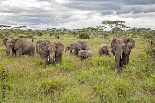 Elephant family in the high grass in the wet season in Serengeti National Park in Tanzania © henk bogaard