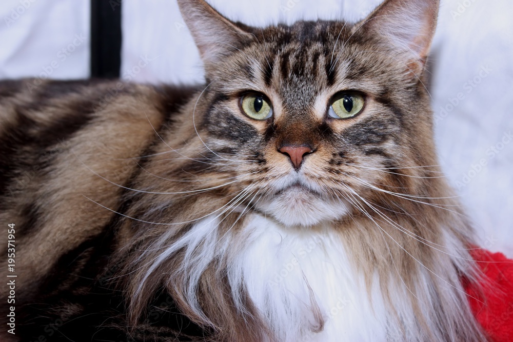 BROWN TABBY MAINE COON CAT