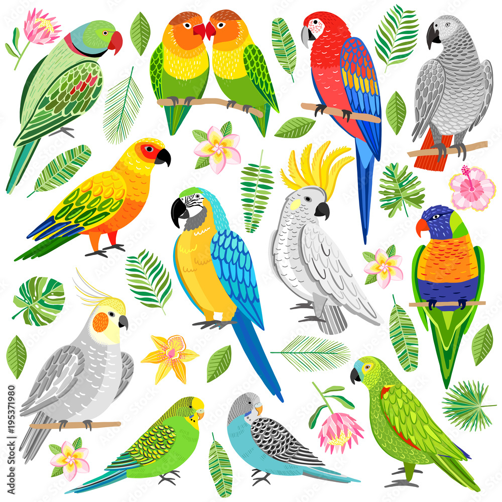 Obraz premium Ilustracja wektorowa papuga. Tropikalny ptak na białym tle