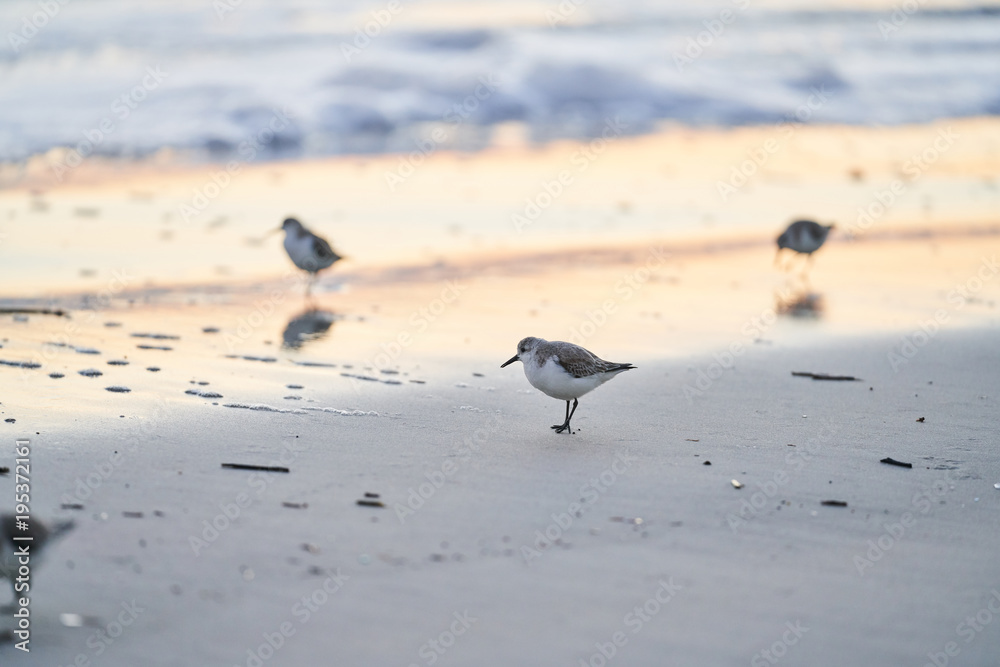Fototapeta premium Sanderling standing on a sandy beach in Florida in the morning with little light. The water is lazily washing up on shore, as the sanderlings search for breakfast. The sunrise is reflecting on water.