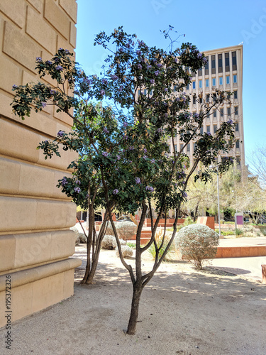Summer heat-loving Texas Mountain Laurel (Calia secundiflora, formerly Sophora secundiflora) flowering at the end of Winter and beginning of Spring in Phoenix downtown park, Arizona