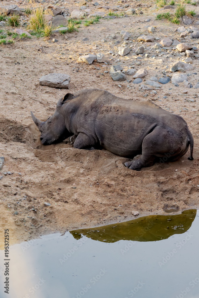 Fototapeta premium rhinocéros