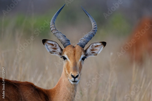 impala photo