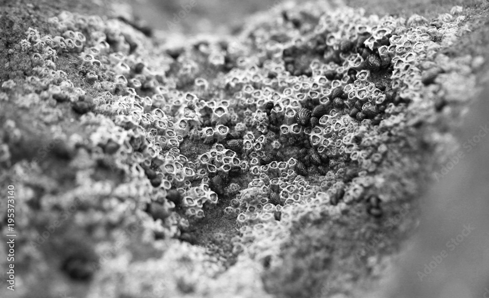 Fototapeta premium black and white beautiful nature detail - macro photography of light balanus on a brown rock on atlantic coastline with natural sunlight 