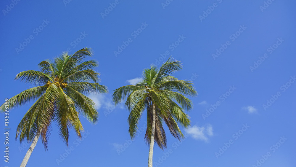 Twin coconut tree of the blue sky background with copyspace area for wording.