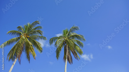 Twin coconut tree of the blue sky background with copyspace area for wording. © nelzajamal