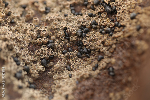 beautiful nature detail - macro photography of light balanus on a brown rock  on atlantic coastline with natural sunlight 