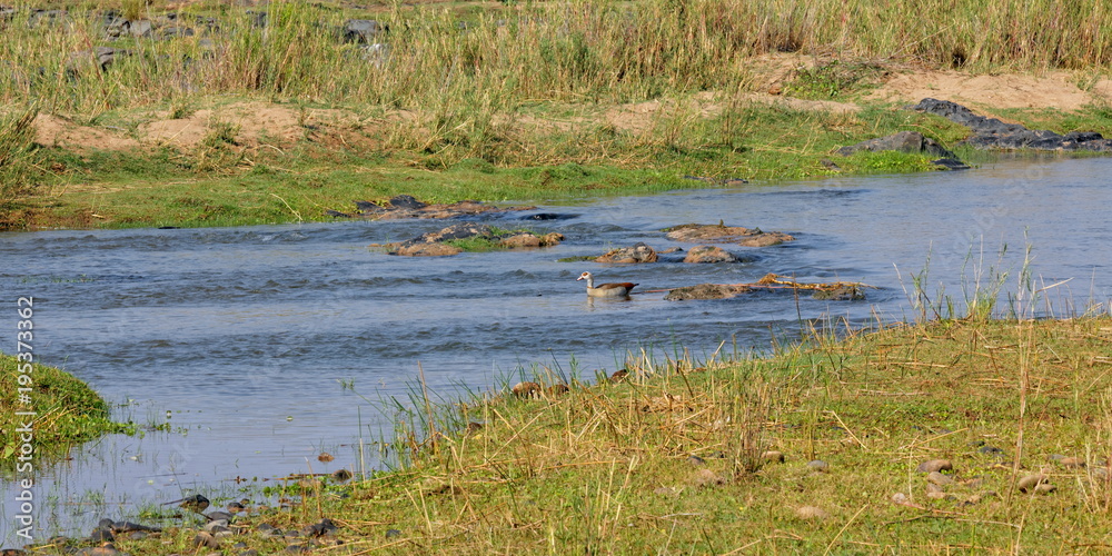 Fototapeta premium rivière