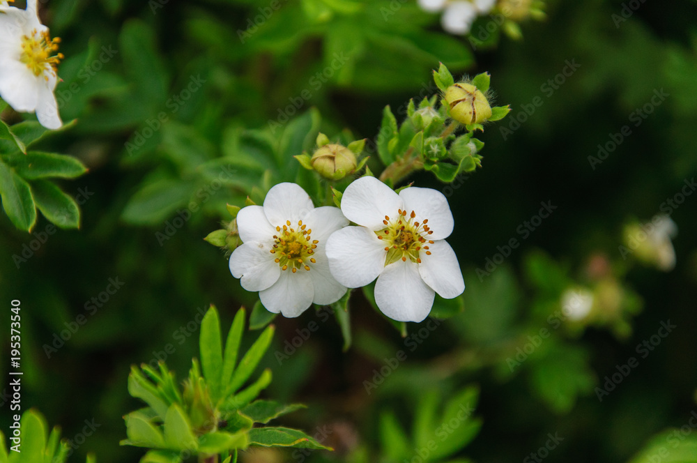Two white rose hips flower in the cloudy day.