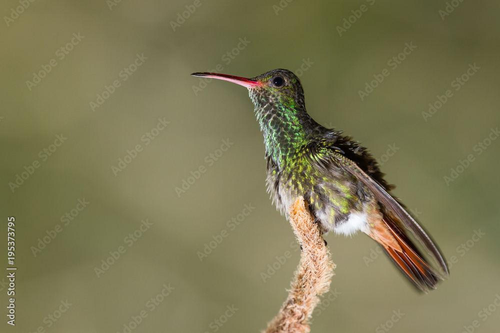 Fototapeta premium rufous-tailed hummingbird - Amazilia tzacatl